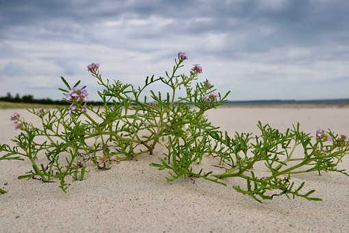 Free Öland Beach photo and picture