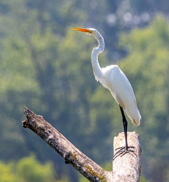 Free Egret Nature photo and picture