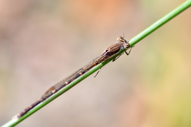 Free Agrion Young Lady photo and picture