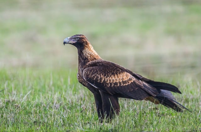 Free Wedge-Tailed Eagle Eagle photo and picture