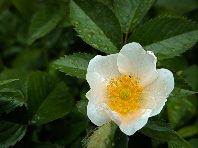 Free Nature Flower photo and picture