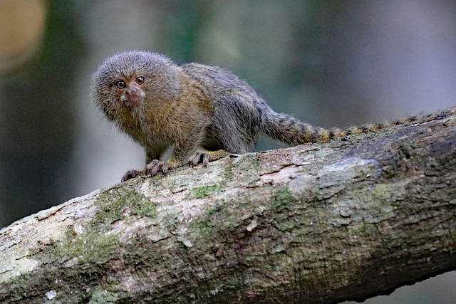 Dvergsilkeape, Amazon, Jungel, Peru