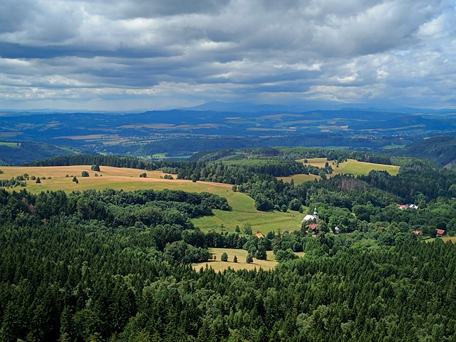 Free Forest Tree photo and picture