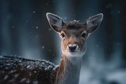 Free Jeleň Príroda photo and picture
