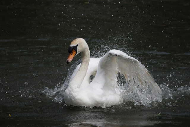Free Swan Nature photo and picture