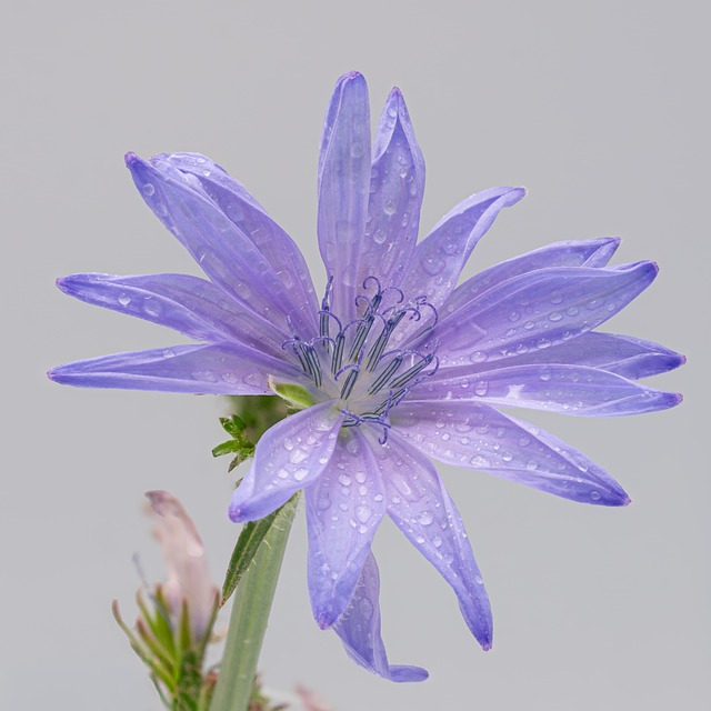 Azul, Roxa, Flor, Macro, Natureza, Calma