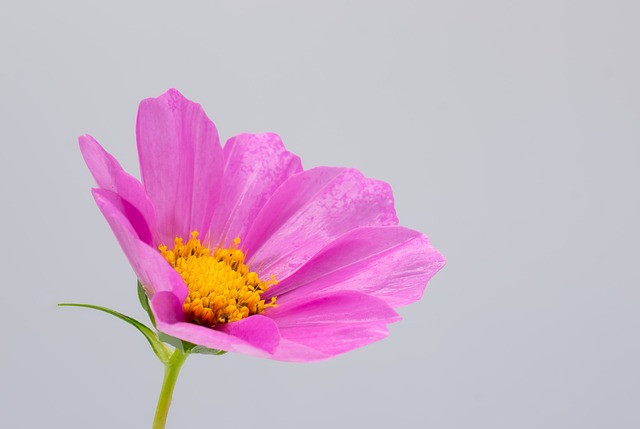 Cosmo, Flor, Macro, Rosa, Amarelo, Bloom
