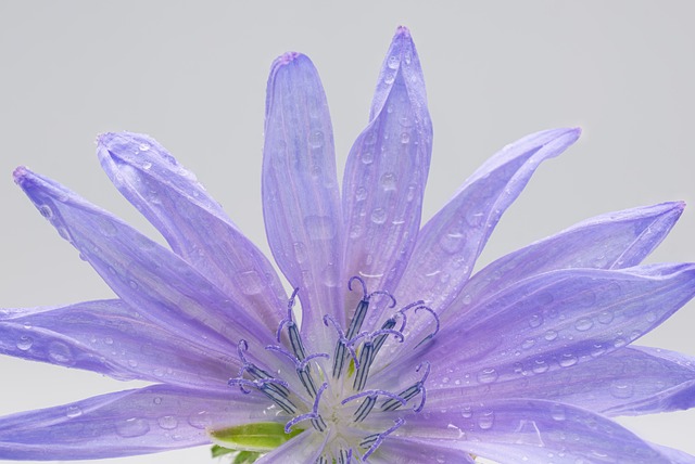 Flor, Macro, Natureza, Bloom, Pétalas