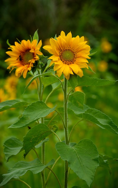 Sonnenblume, Blumen, Gelb, Blütenblatt