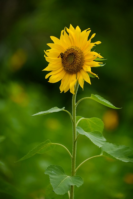 Sonnenblume, Blumen, Gelb, Blütenblatt