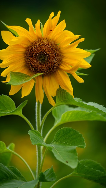 Sonnenblume, Blumentapete