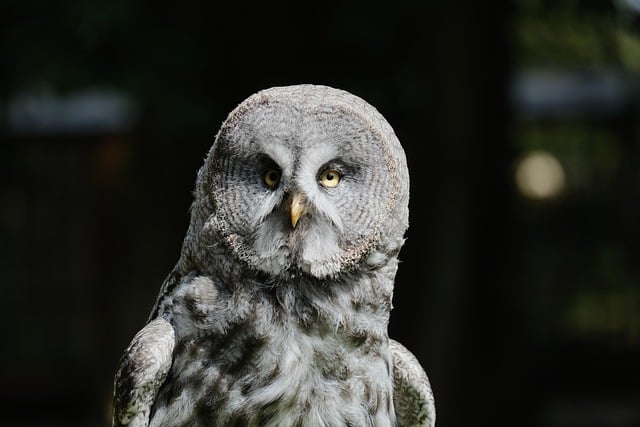 Free Grey Owl photo and picture