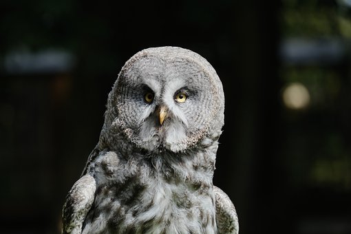 Free Grey Owl photo and picture