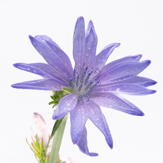 Roxa, Azul, Flor, Natureza, Bloom, Macro