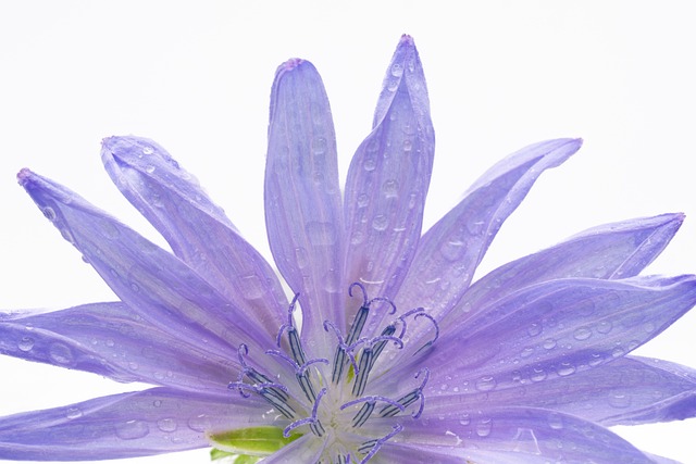 Roxa, Azul, Flor, Pétalas, Bloom