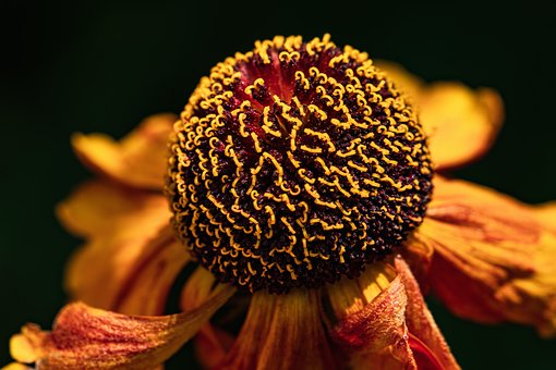 Free Flower Summer photo and picture