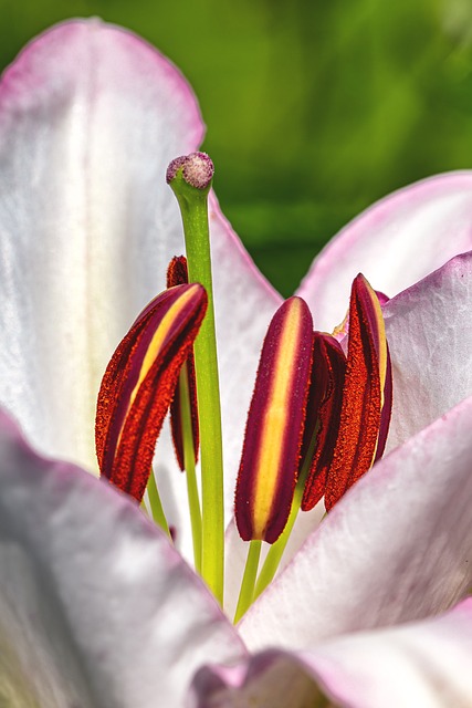 Free Flower Summer photo and picture