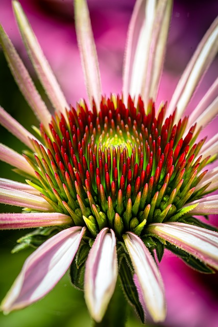 Free Flower Summer photo and picture