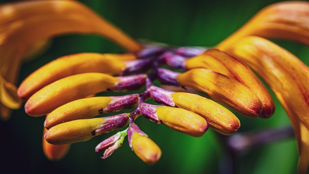 Free Flower Summer photo and picture