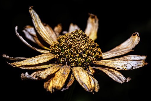 Free Flower Nature photo and picture