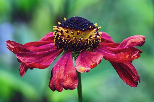 Free Flower Summer photo and picture