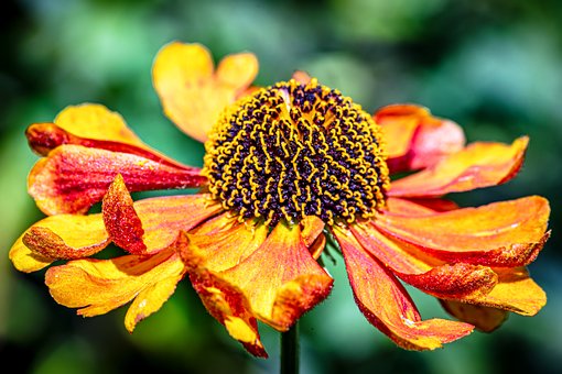 Free Flower Summer photo and picture