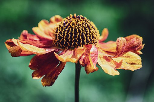 Free Flower Summer photo and picture