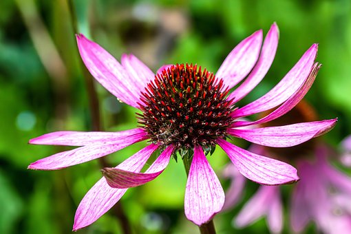 Free Flower Summer photo and picture