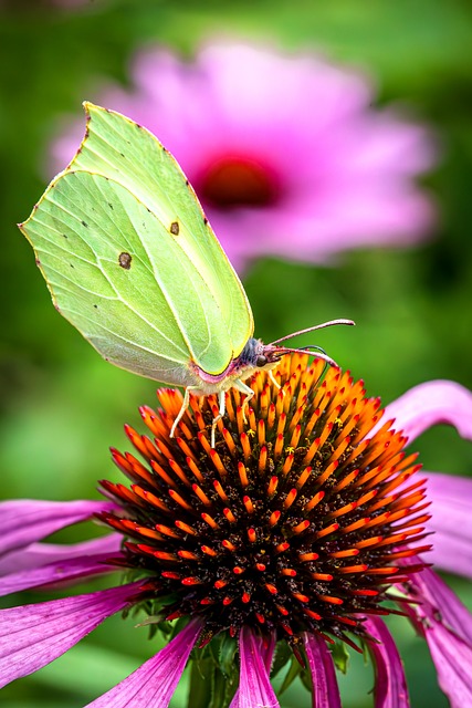 Free Flower Summer photo and picture