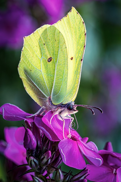 Free Flower Summer photo and picture