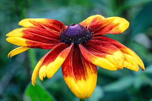 Free Flower Summer photo and picture