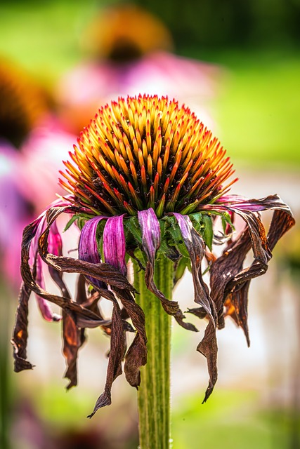 Free Flower Summer photo and picture