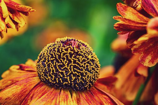 Free Nature Flower photo and picture