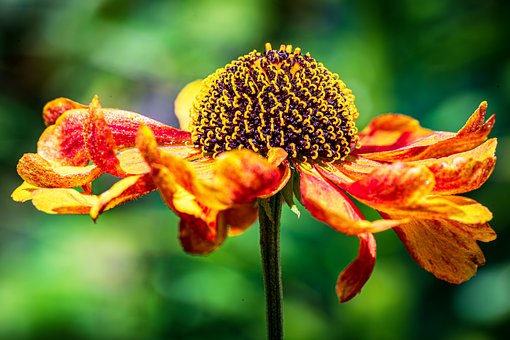 Free Nature Flower photo and picture