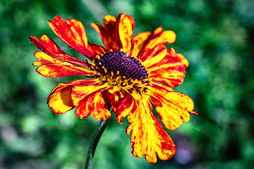 Free Nature Flower photo and picture