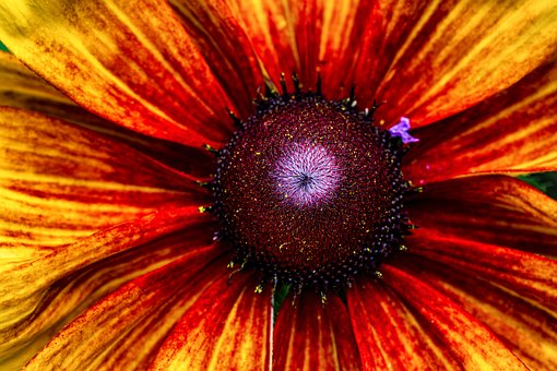 Free Nature Flower photo and picture