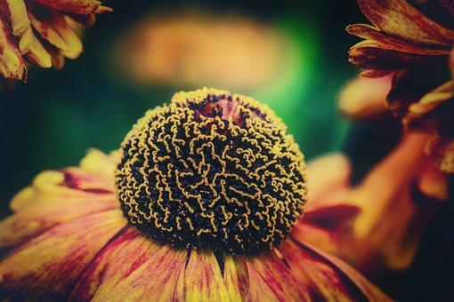 Free Nature Flower photo and picture