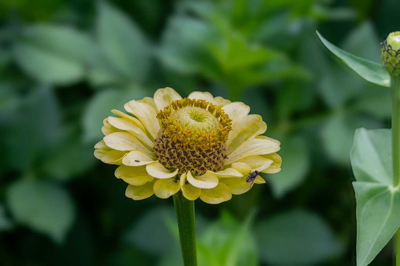 Flower - free online jigsaw puzzle photo