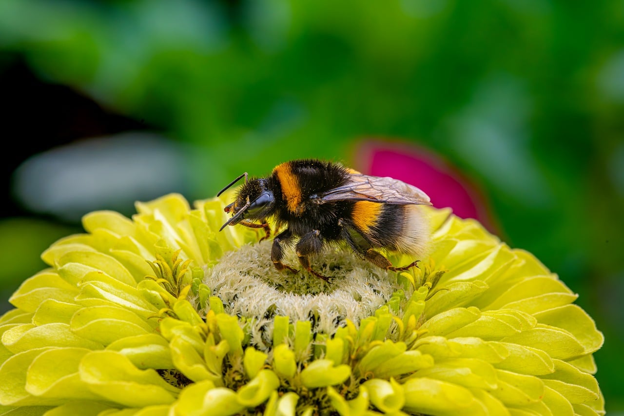 Flower - free online jigsaw puzzle photo