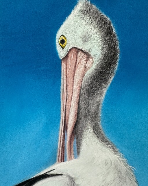 Free Pelican Wildlife photo and picture