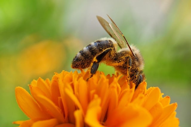 Pollinate Bee Nature - Free photo on Pixabay