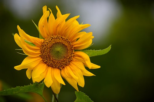 Sonnenblume, Blumentapete, Blumen, Gelb