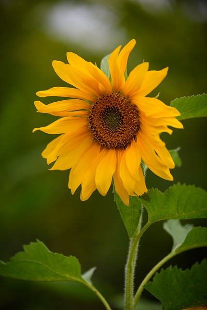 Sonnenblume, Blumen, Gelb, Blumentapete
