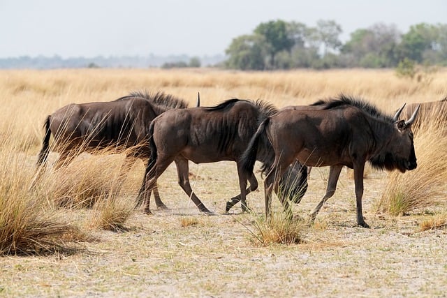 Gnu, Rebanho, Estepe, Namibia, África
