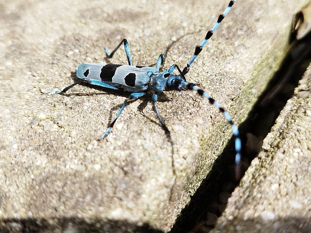 Free Insect Beetle photo and picture
