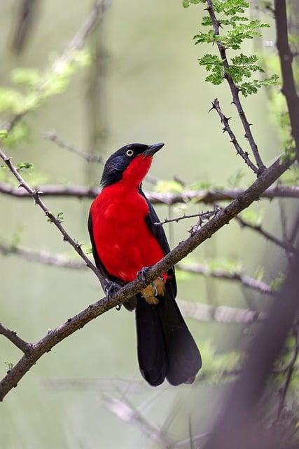Free Red Bird Gonolek photo and picture