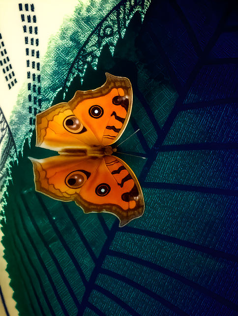 Sommerfugl, Insekt, Natur, Fauna