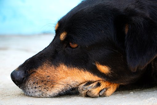 Kæledyr, Dyr, Hund, Føjelig, Hunde