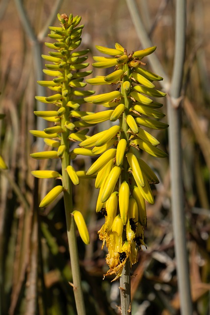 Plante, Natur, Kokon, Aloe