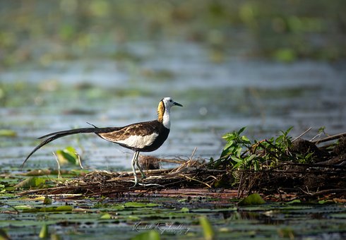 Free Bird Nature photo and picture